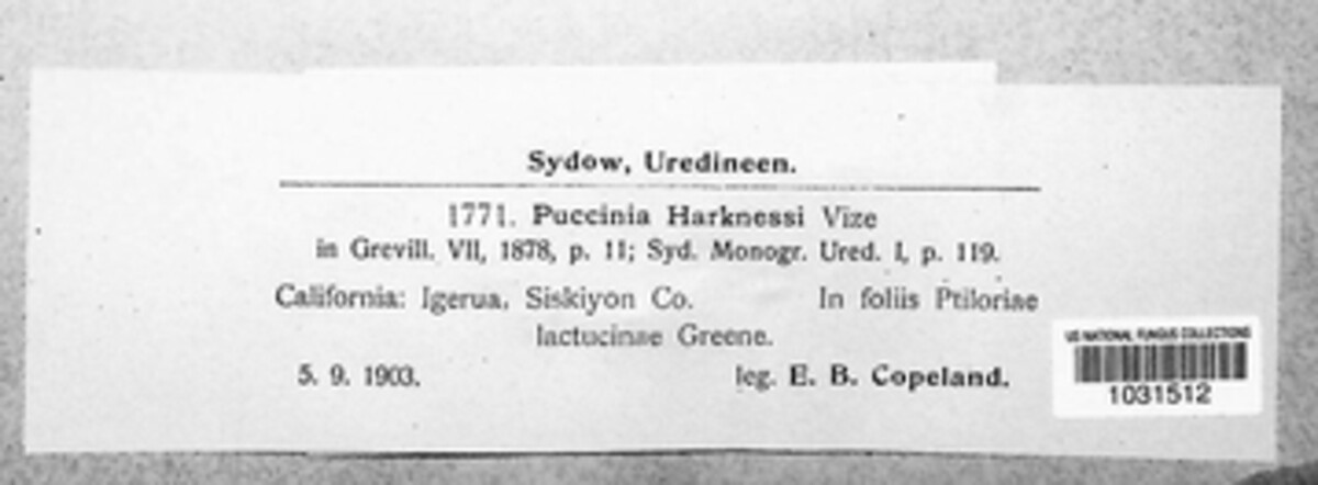 Puccinia harknessii image